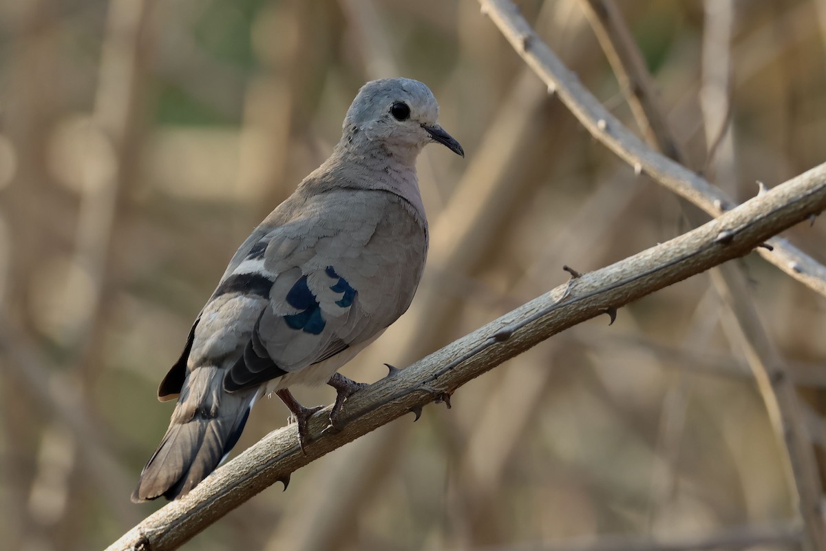 Emerald-spotted Wood-Dove - ML612200683