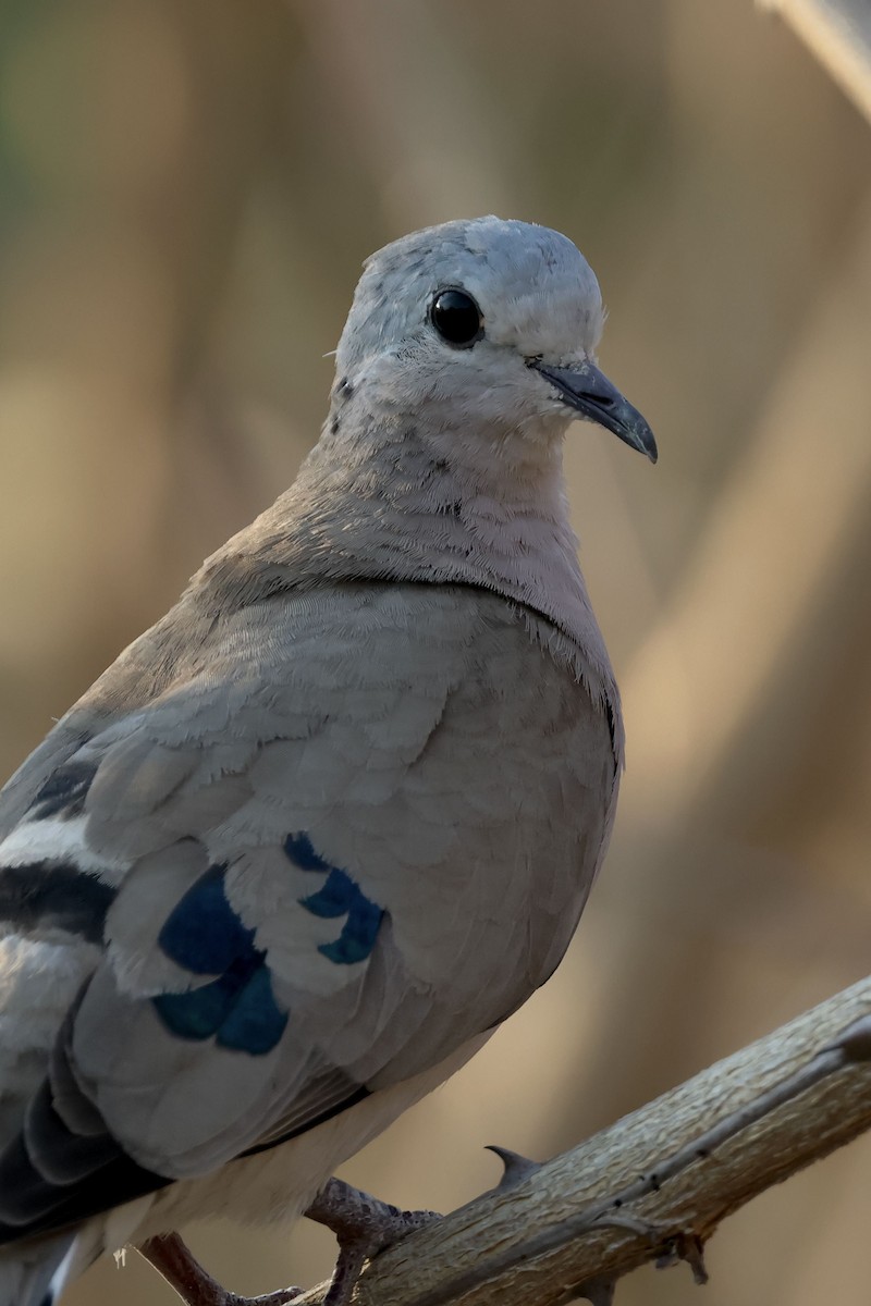 Emerald-spotted Wood-Dove - ML612200684