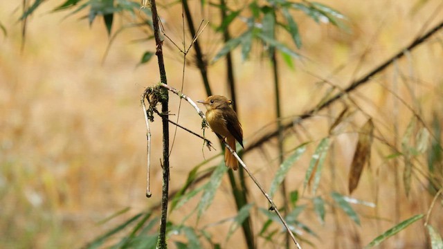 Porte-éventail de Swainson - ML612200706