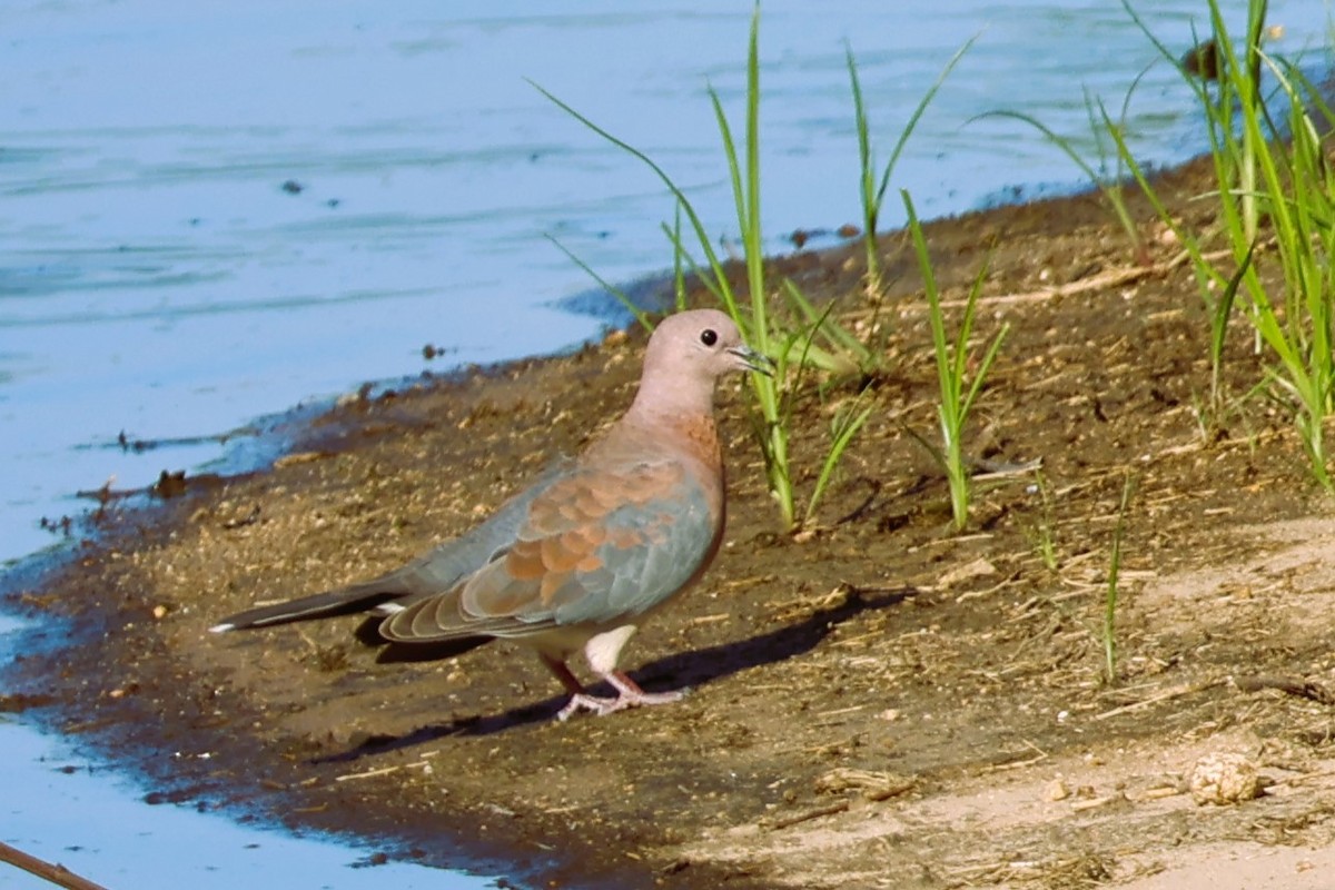 Laughing Dove - ML612200759