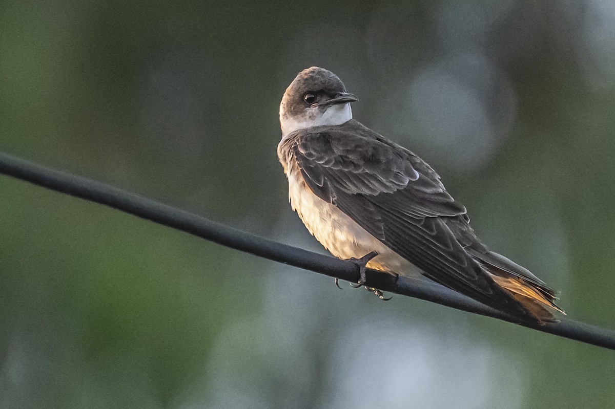 Brown-chested Martin - ML612200770