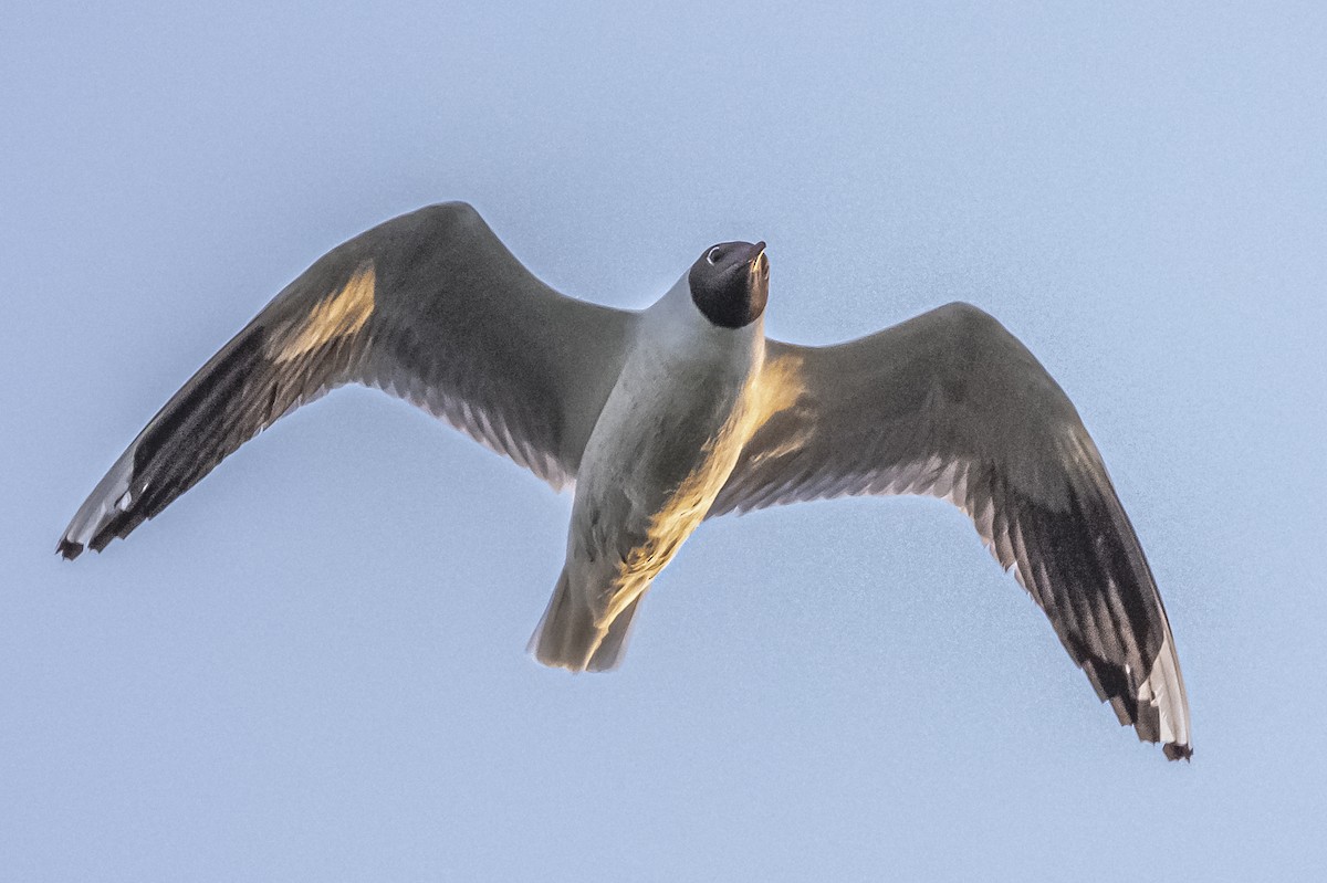 Brown-hooded Gull - ML612200776