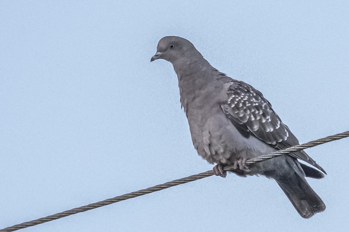 Pigeon tigré - ML612200778