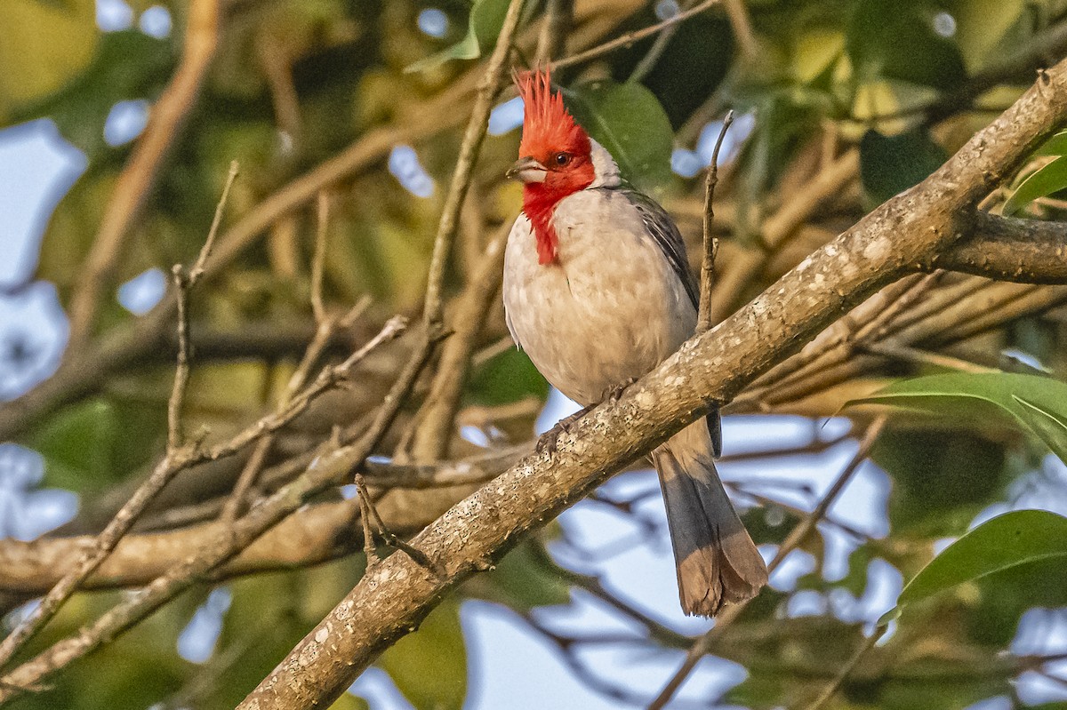 Red-crested Cardinal - ML612200781