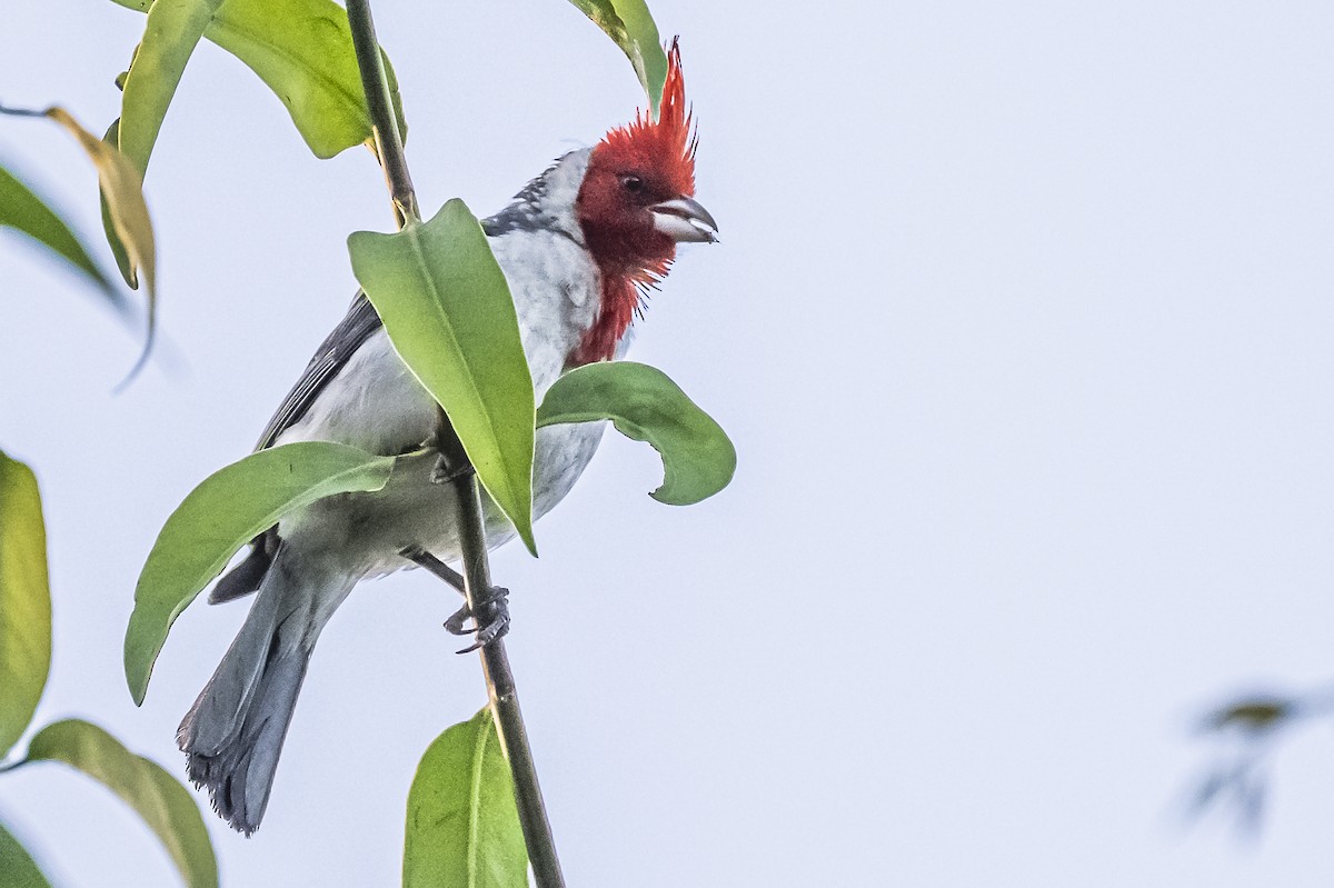 Red-crested Cardinal - ML612200785