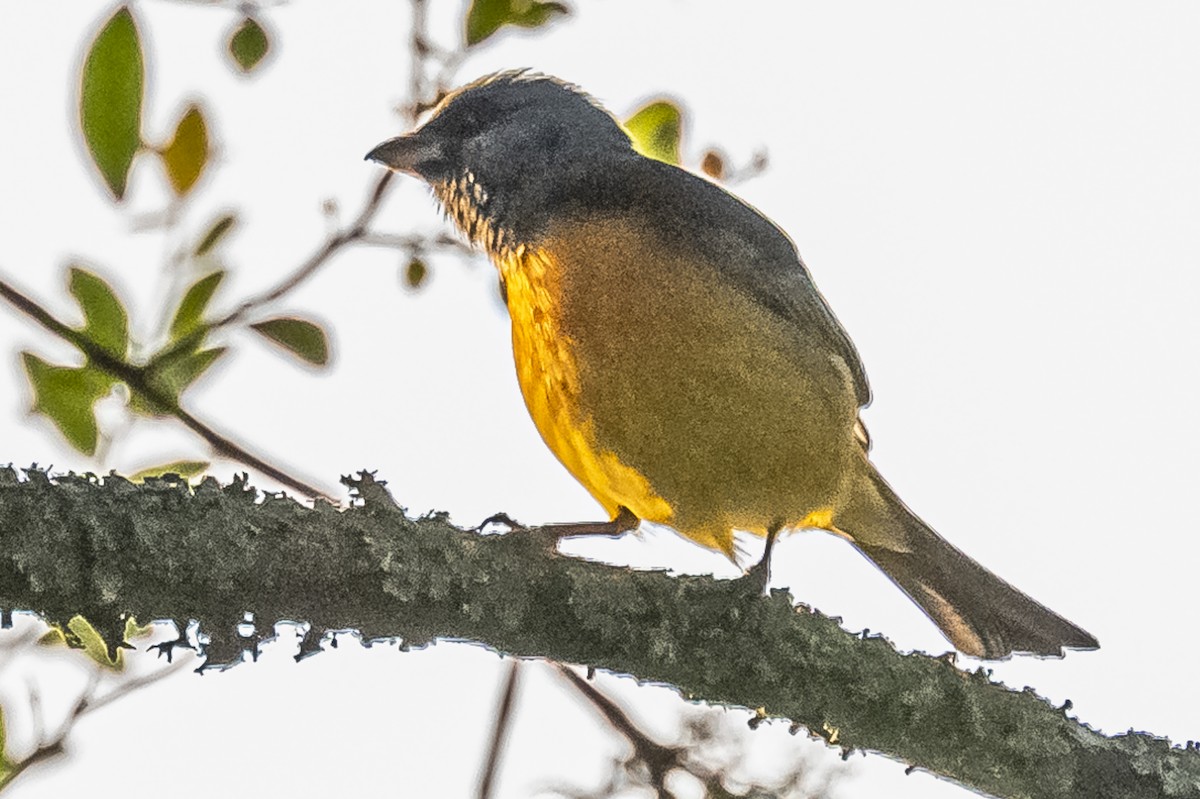 Blue-and-yellow Tanager - ML612200787