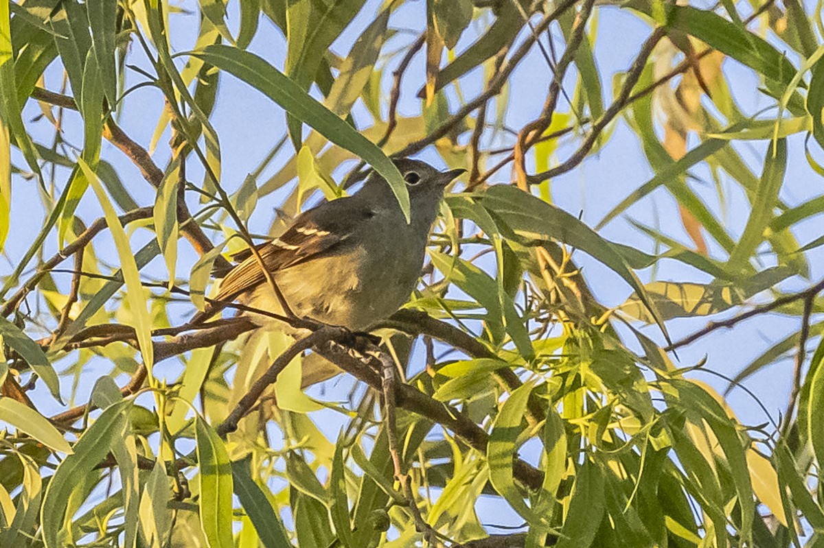 Small-billed Elaenia - ML612200791