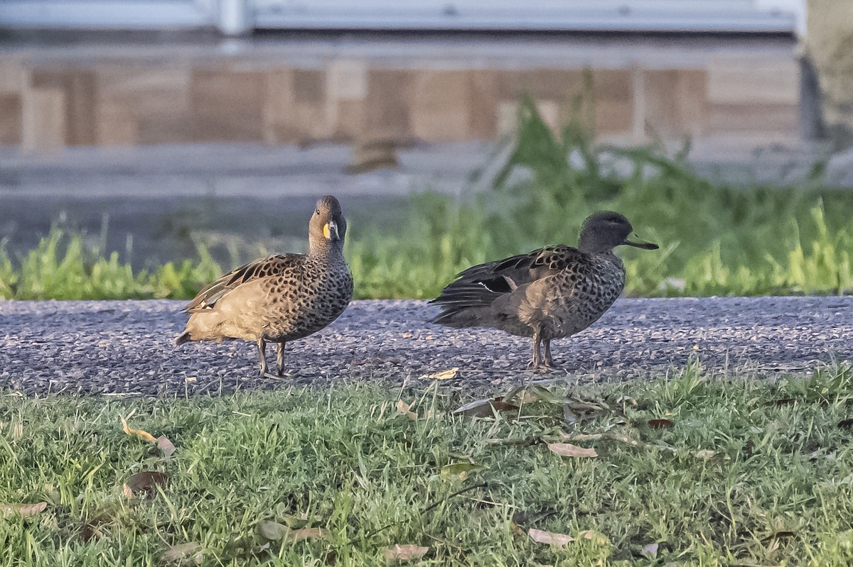 Yellow-billed Teal - ML612200808