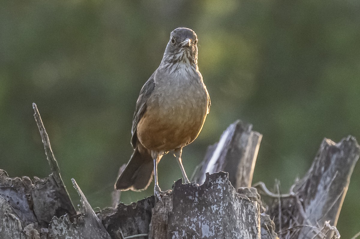 Rufous-bellied Thrush - ML612200809