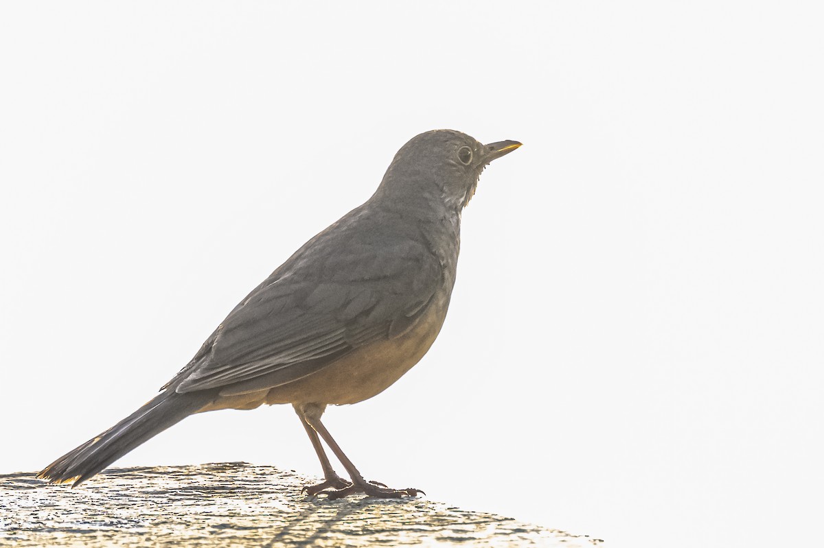 Rufous-bellied Thrush - ML612200812