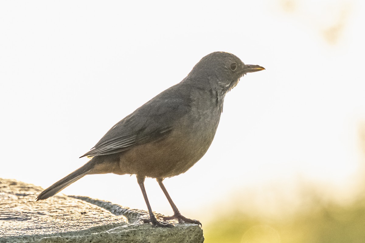 Rufous-bellied Thrush - ML612200814