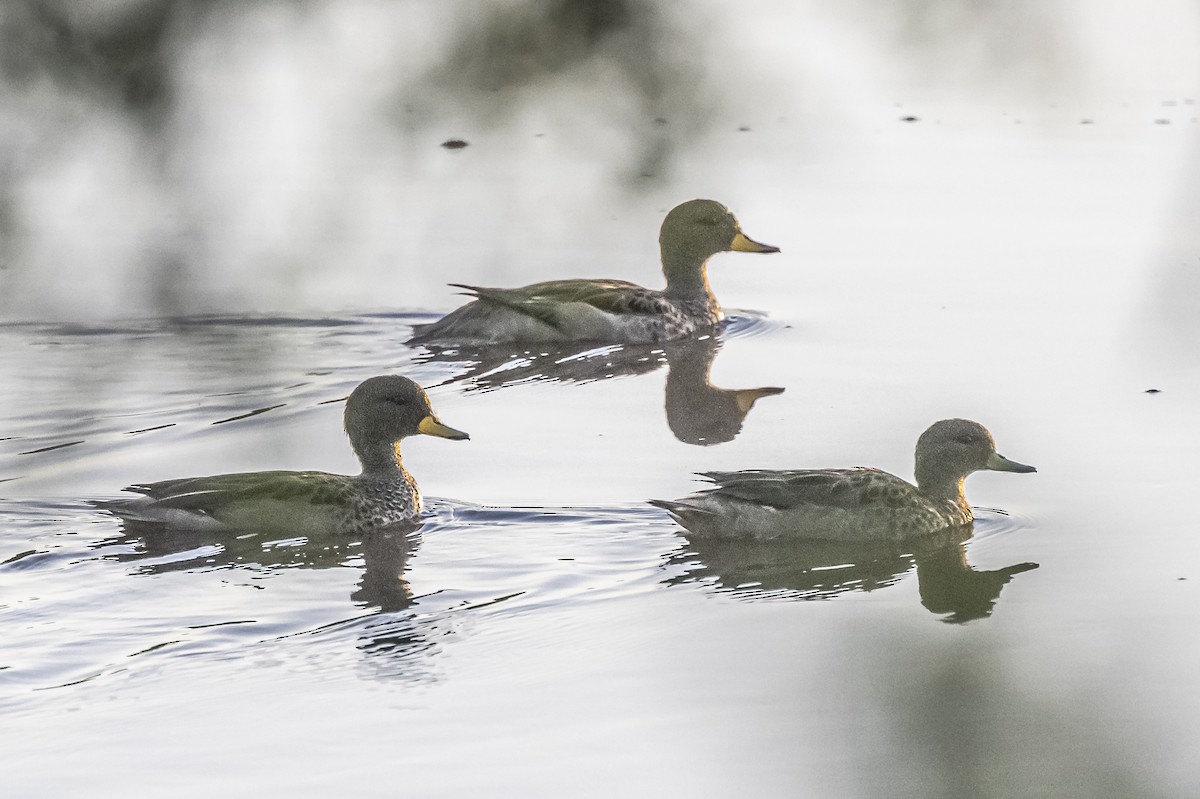 Yellow-billed Teal - ML612200821