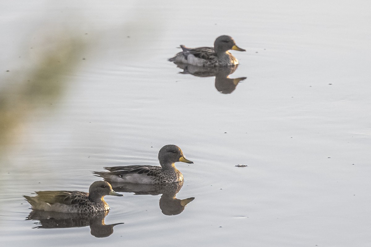 Yellow-billed Teal - ML612200822