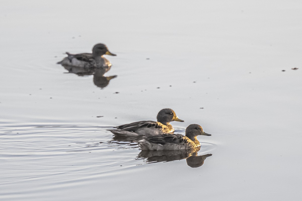 Yellow-billed Teal - ML612200823