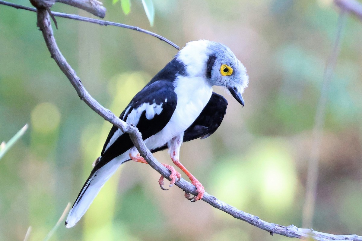 White Helmetshrike (Yellow-eyed) - Audrey Whitlock