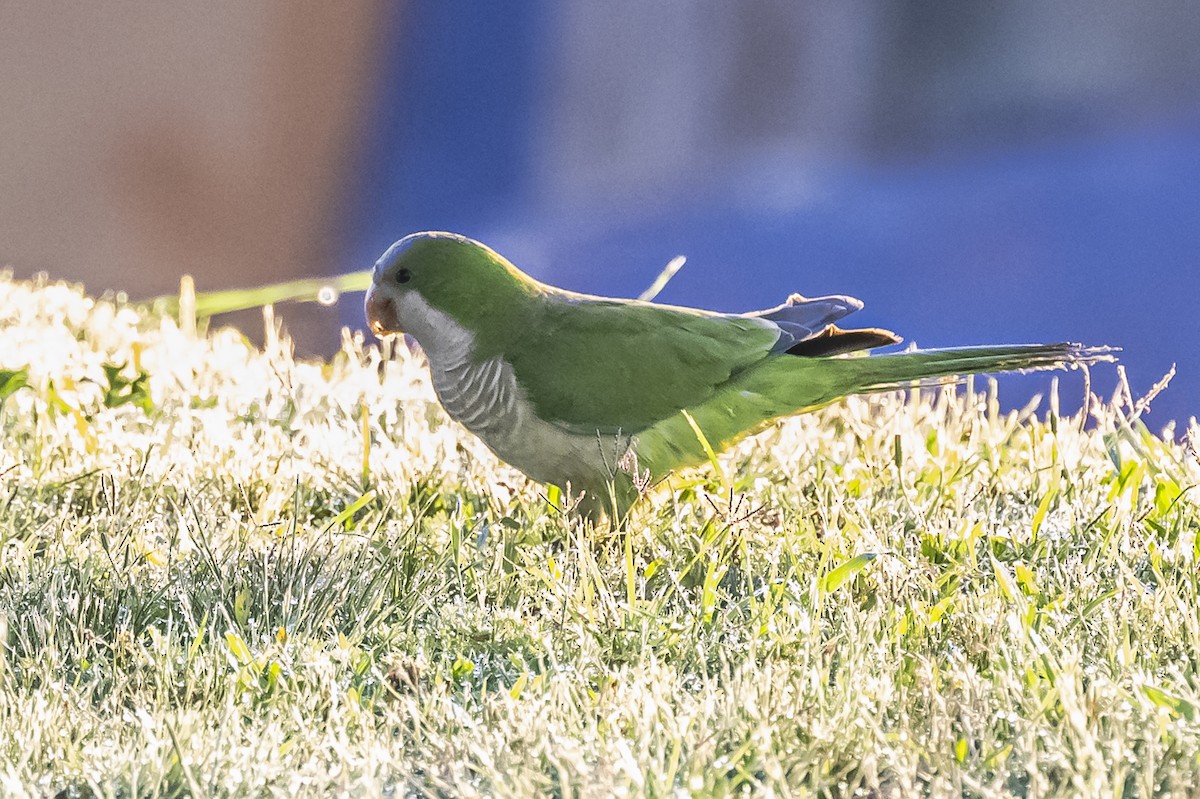 Monk Parakeet - ML612200834