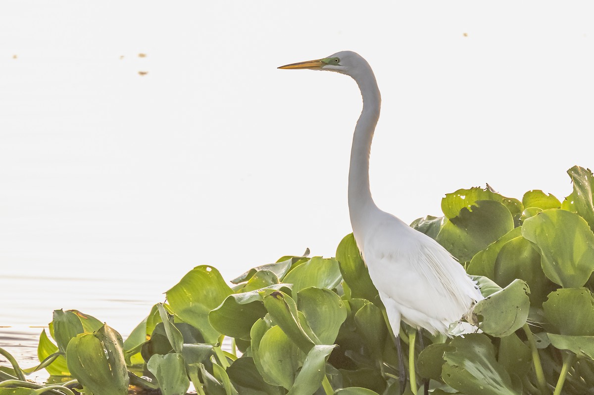 Great Egret - ML612200848