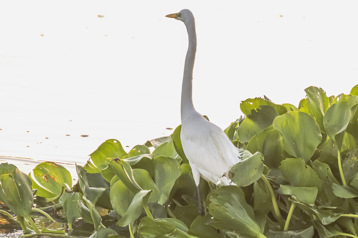 Great Egret - ML612200850