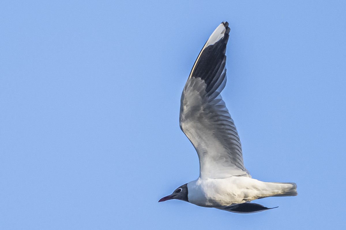 Brown-hooded Gull - ML612200851