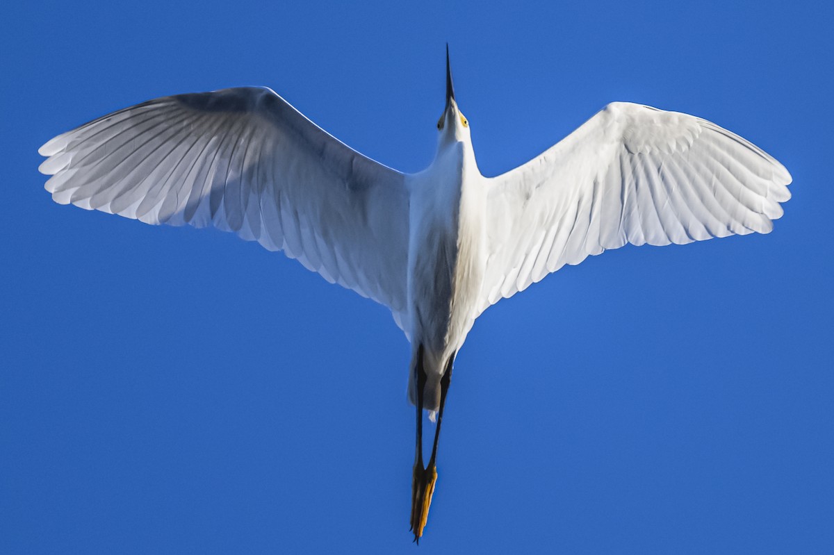 Snowy Egret - ML612200852