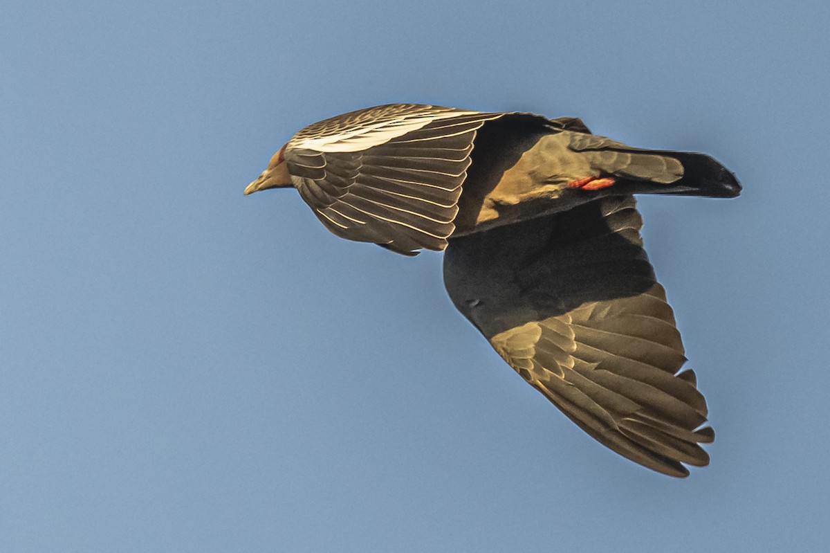 Picazuro Pigeon - Amed Hernández