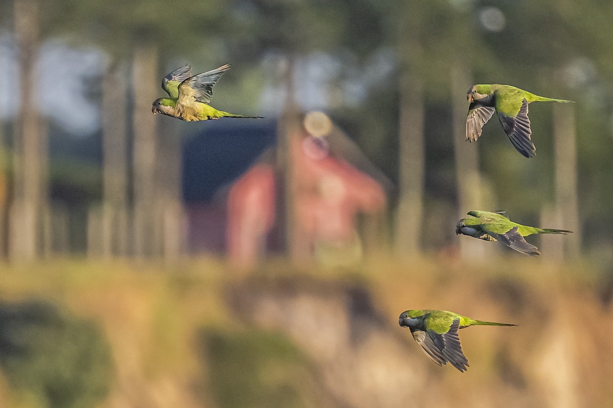 Monk Parakeet - ML612200862