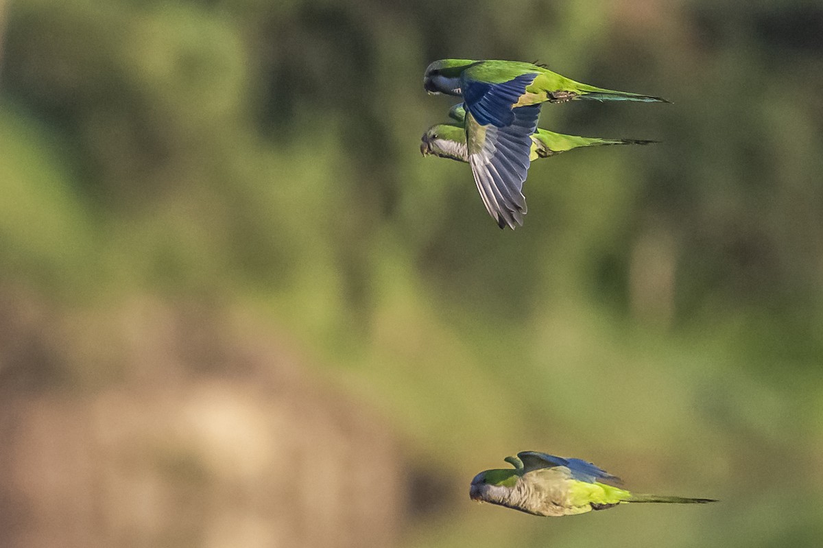 Monk Parakeet - ML612200864