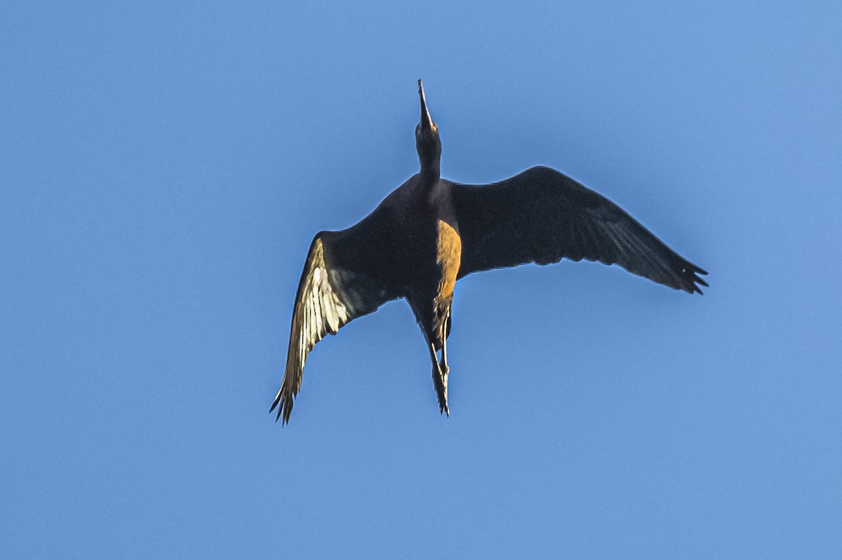 White-faced Ibis - ML612200868