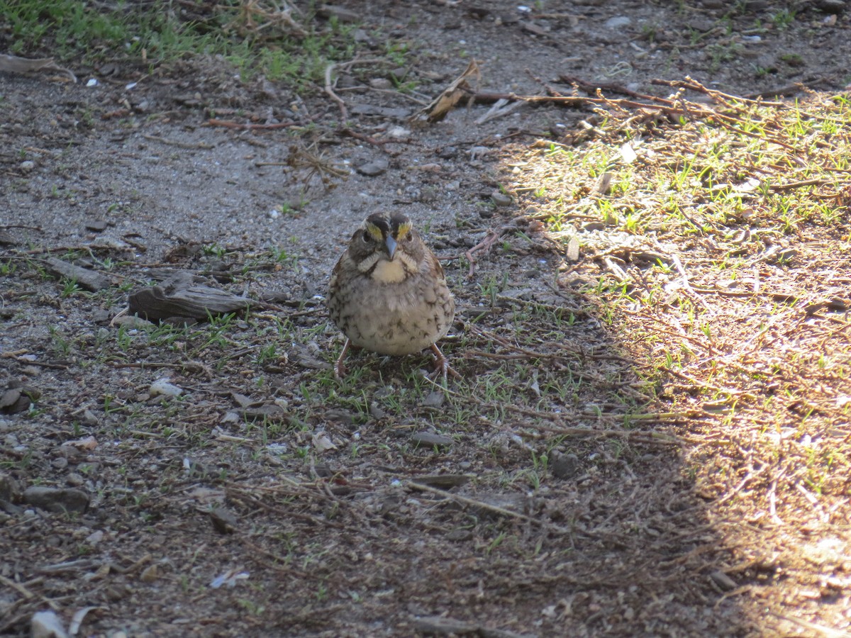 White-throated Sparrow - ML612200869