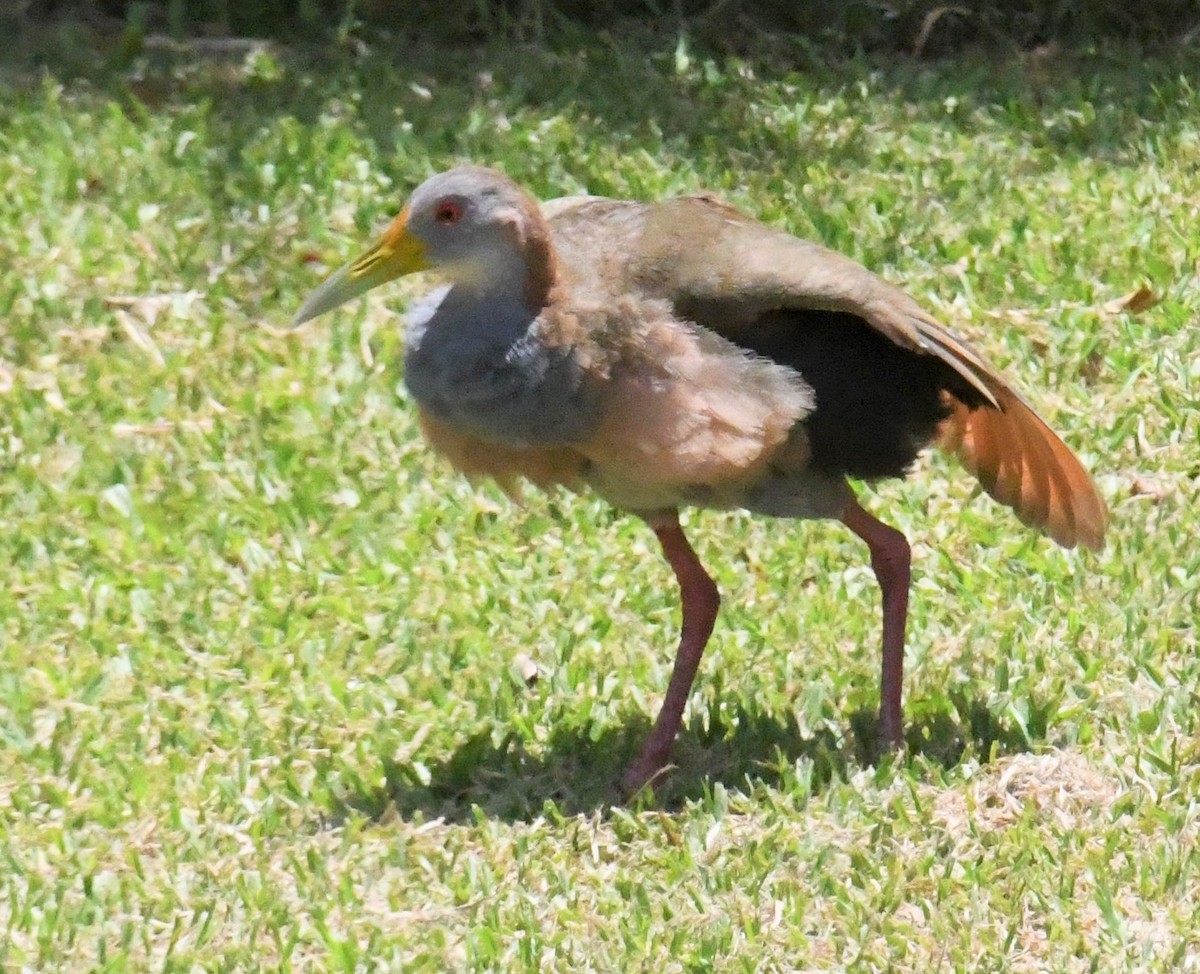 Giant Wood-Rail - ML612200873