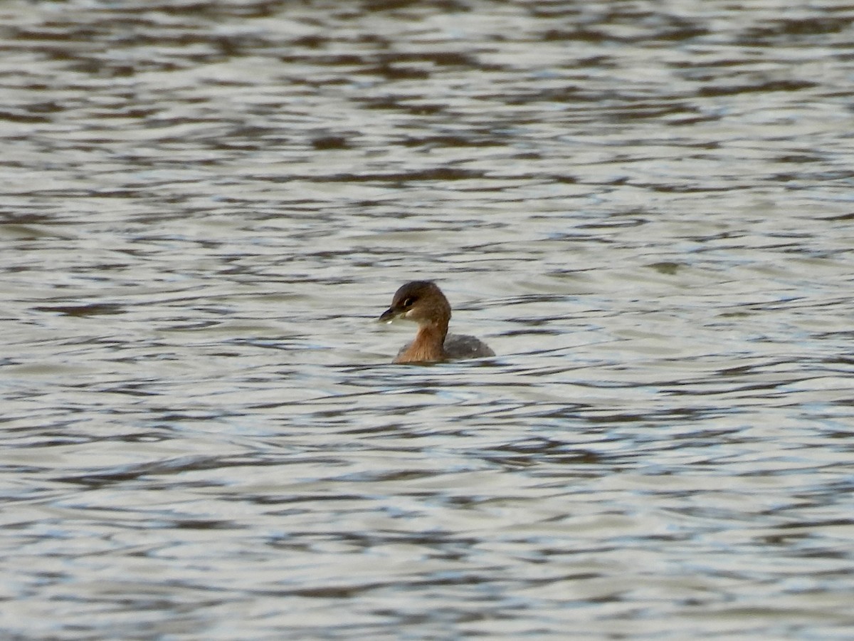 Pied-billed Grebe - ML612200963