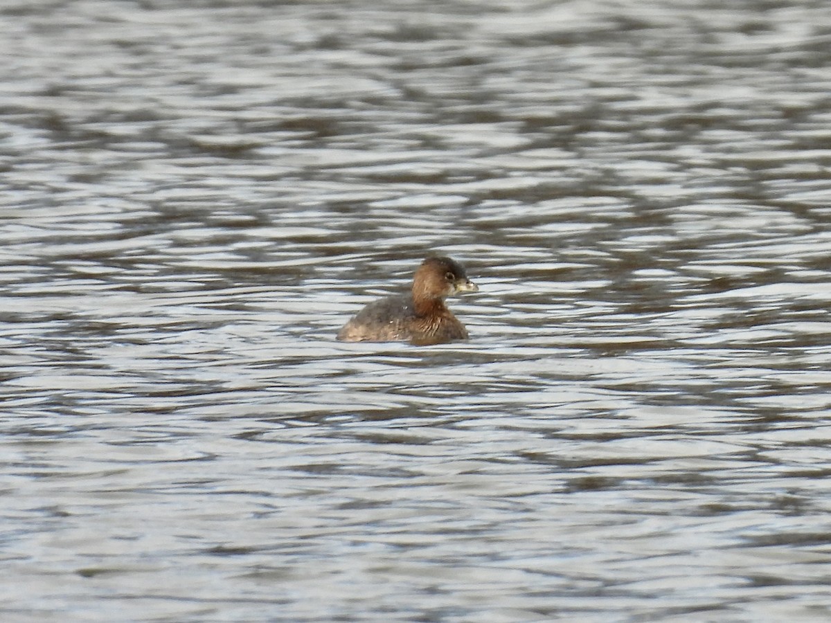 Pied-billed Grebe - ML612200964