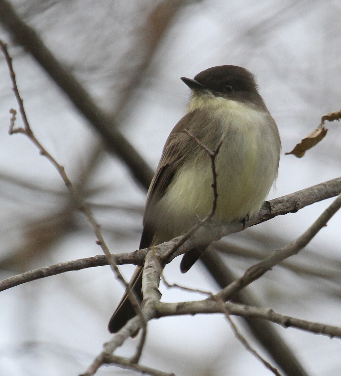 Eastern Phoebe - ML612200970