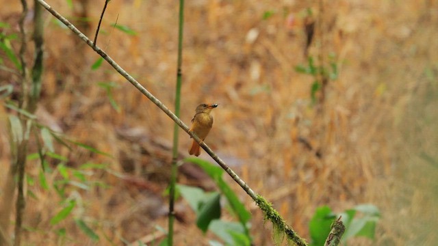 Porte-éventail de Swainson - ML612201025