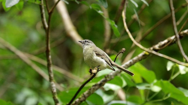 Planalto Tyrannulet - ML612201131