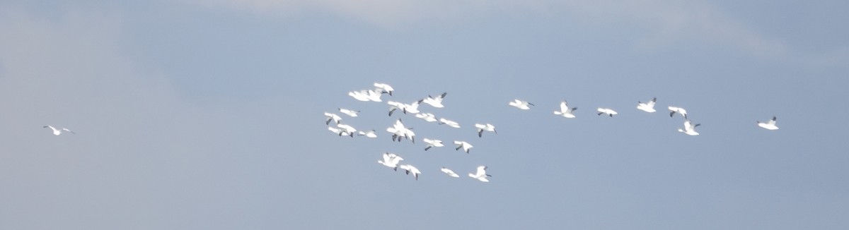 Snow Goose - ML612201136