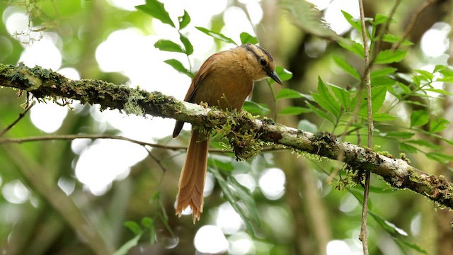 Buff-fronted Foliage-gleaner - ML612201152