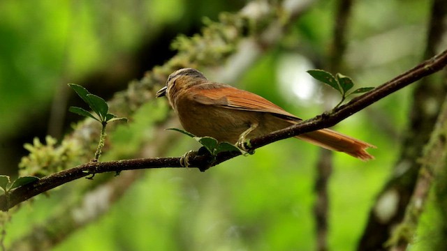 Buff-fronted Foliage-gleaner - ML612201158