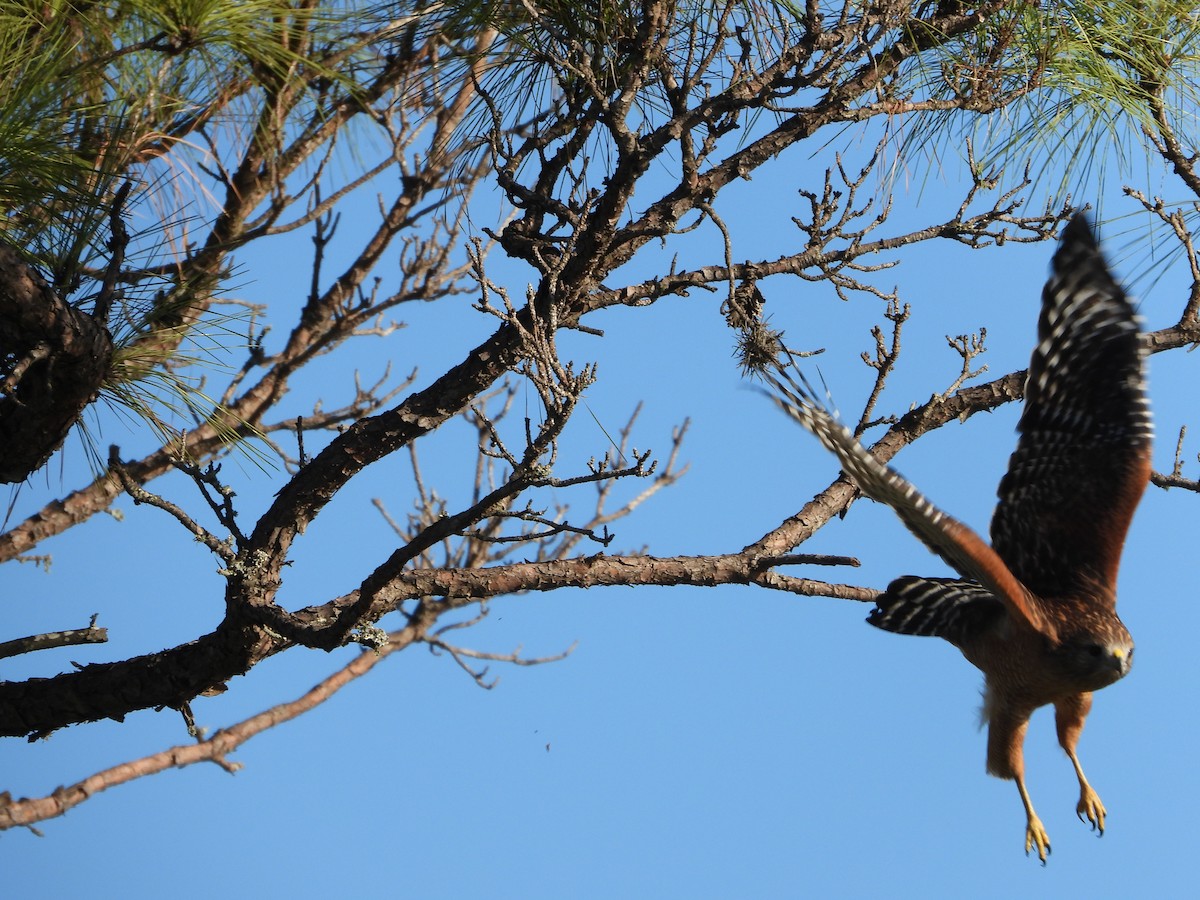 Red-shouldered Hawk - ML612201209