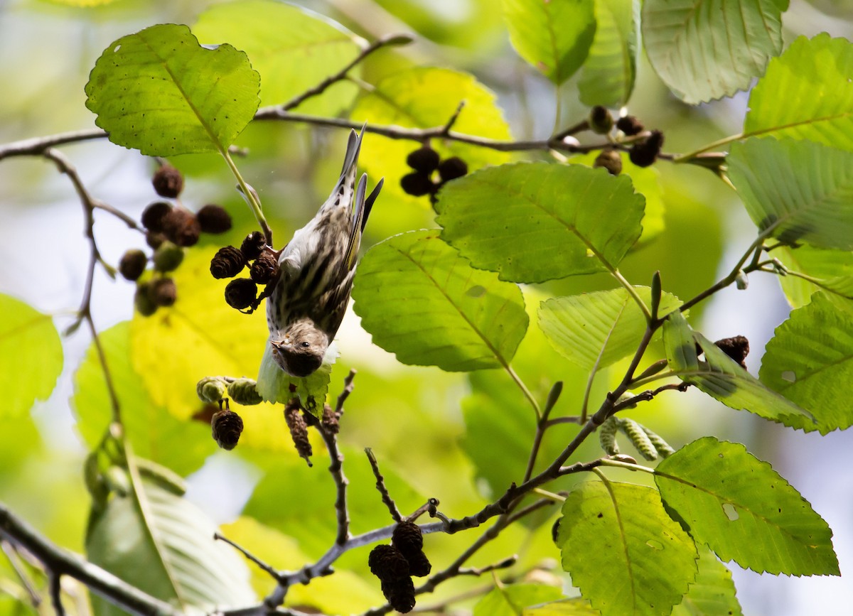 Pine Siskin (Northern) - Levi Rehberg