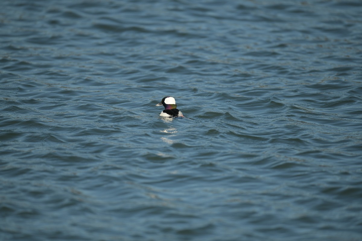 Bufflehead - ML612201303