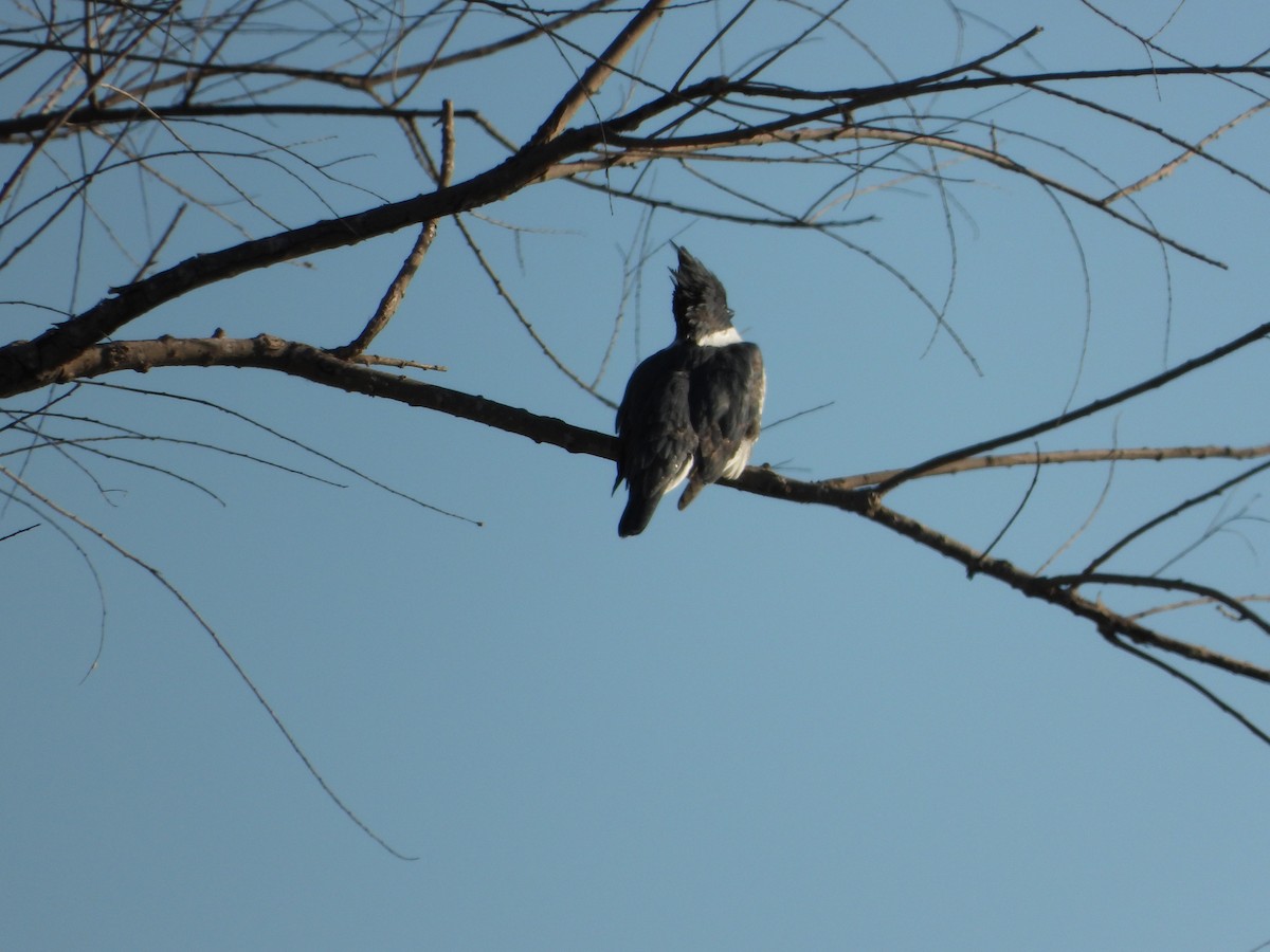 Belted Kingfisher - ML612201312