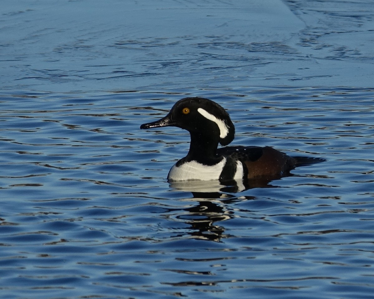 Hooded Merganser - ML612201451