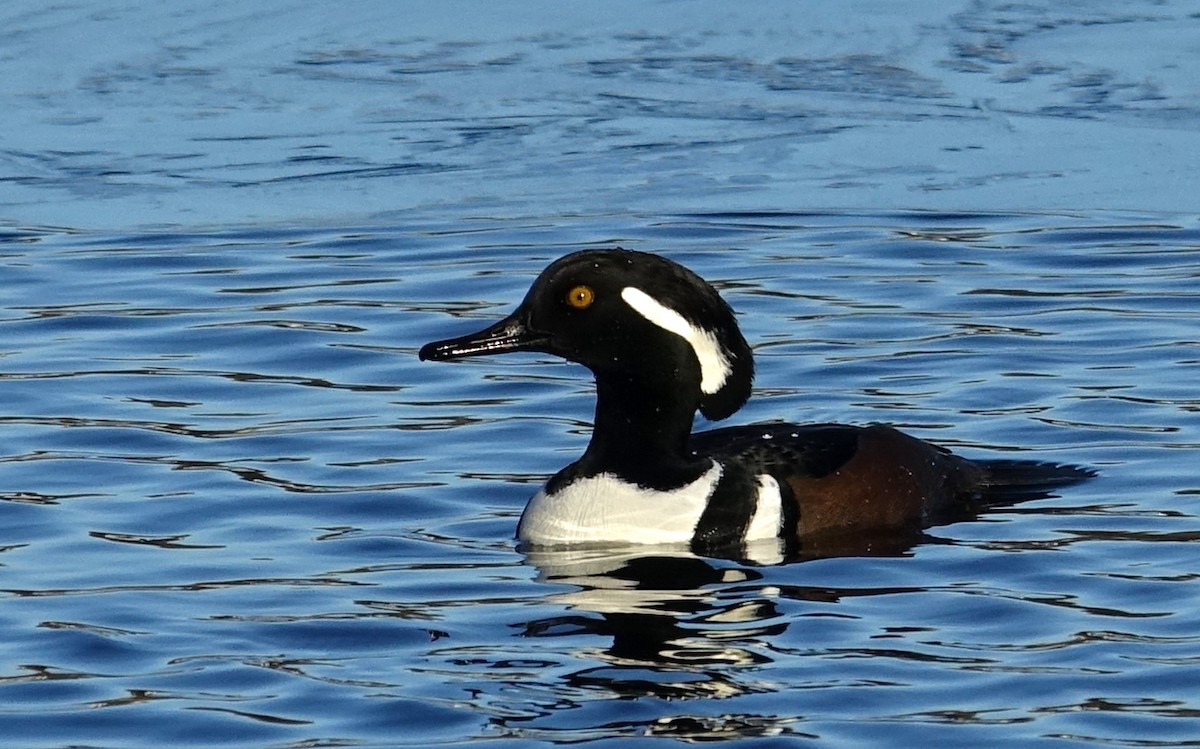 Hooded Merganser - ML612201452