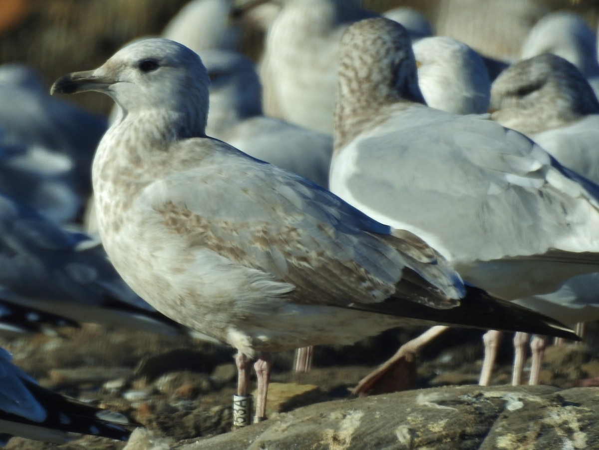 Herring Gull - ML612201472