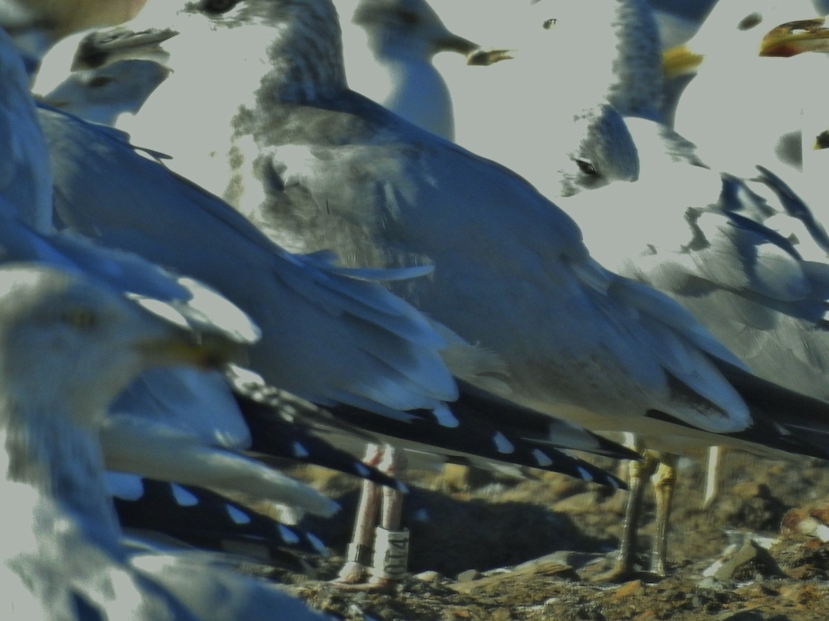 Herring Gull - ML612201473