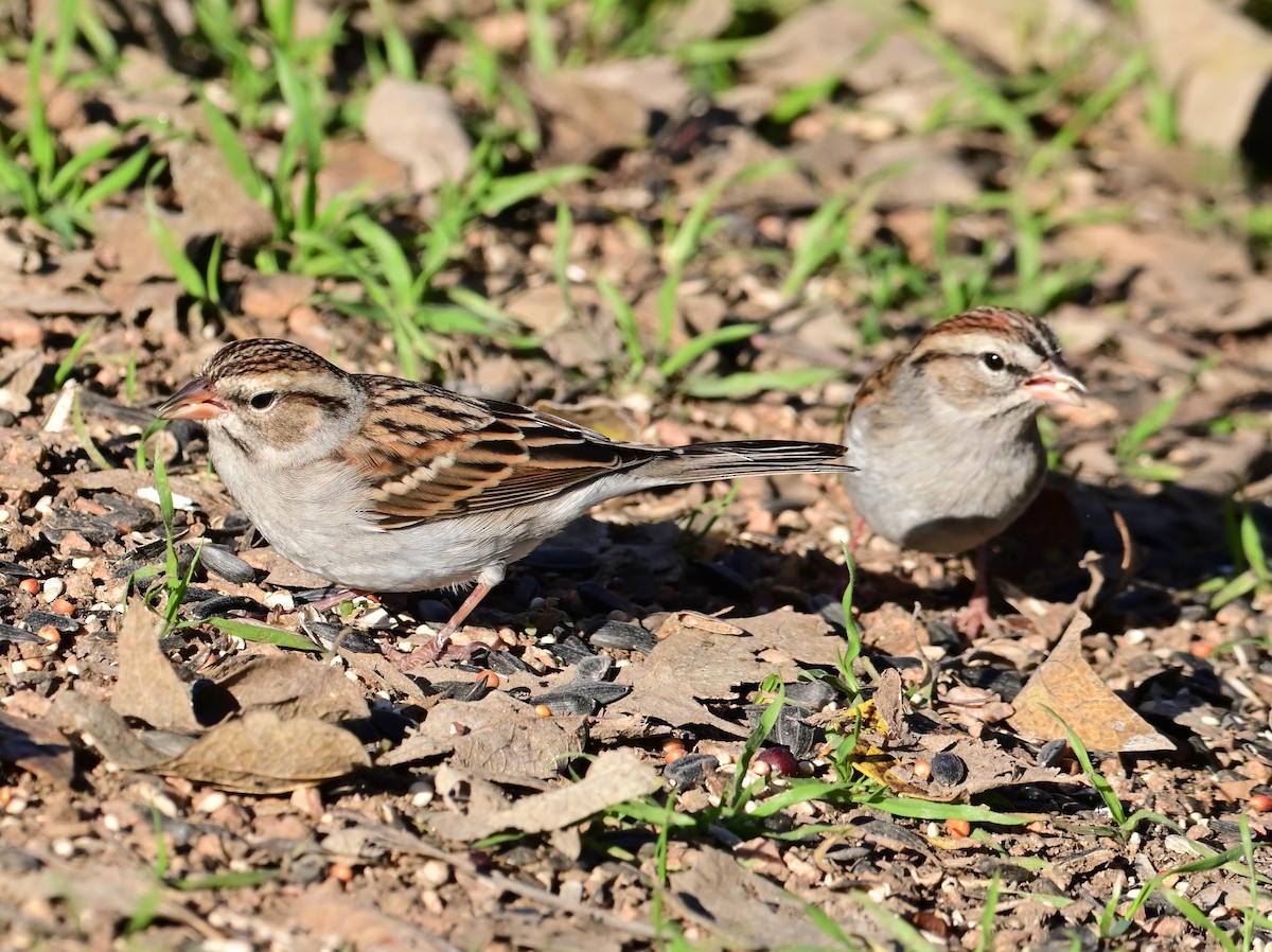 Chipping Sparrow - ML612201605