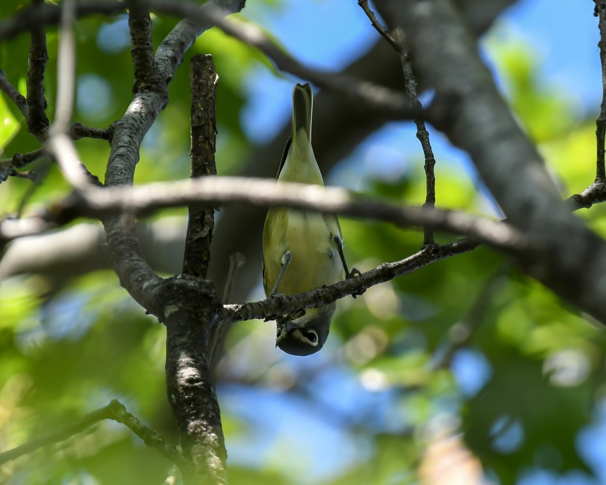 Blue-headed Vireo - Corey Leamy