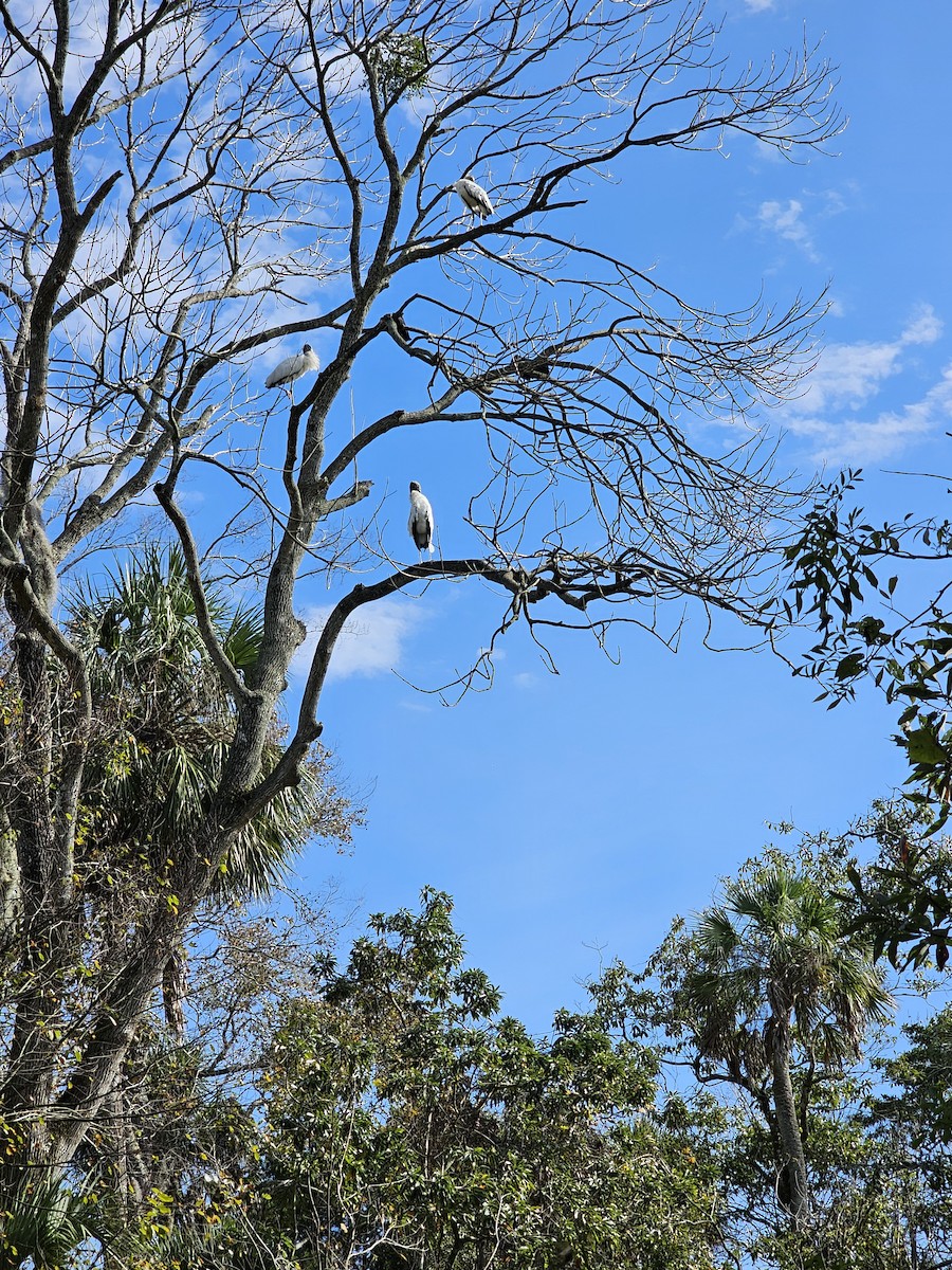 Wood Stork - Bonnie Morgan