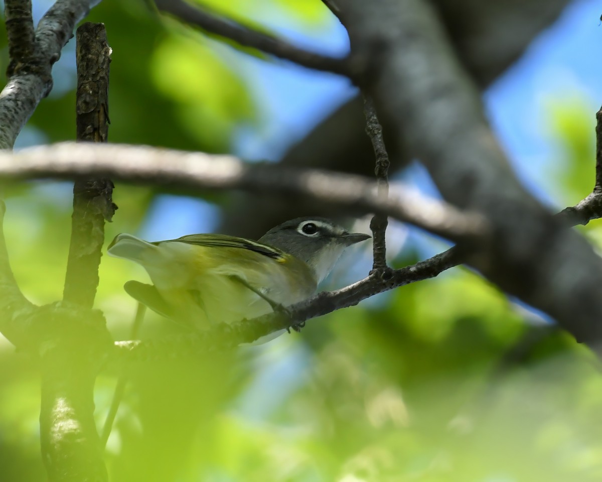 Blue-headed Vireo - ML612201630